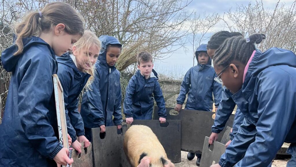 A group of children in blue overalls get a pig onto a truck.