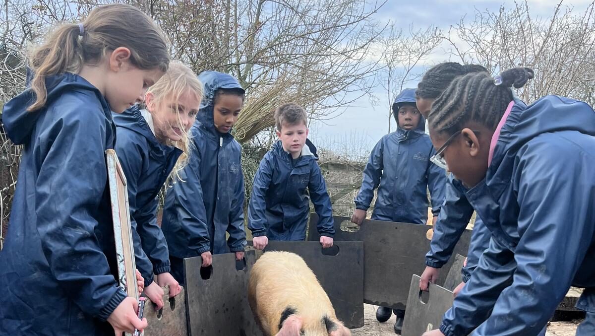 A group of children in blue overalls get a pig onto a truck.